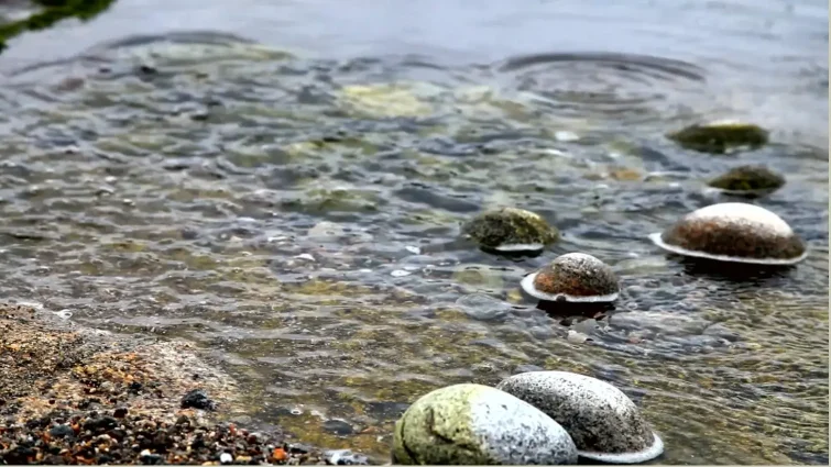 Stepping Stones